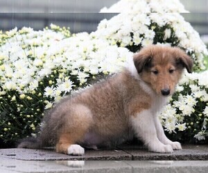Collie Puppy for sale in FREDERICKSBG, OH, USA