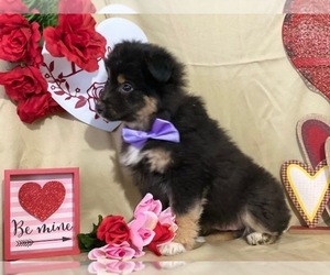 Australian Shepherd Puppy for sale in LANCASTER, PA, USA