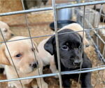 Small #5 Labrador Retriever