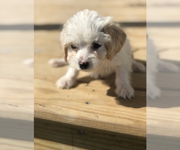 Medium Photo #3 Poogle Puppy For Sale in SPENCER, TN, USA