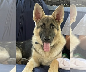 Father of the German Shepherd Dog puppies born on 07/16/2022