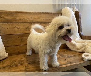 Maltipoo Puppy for sale in LITHIA, FL, USA