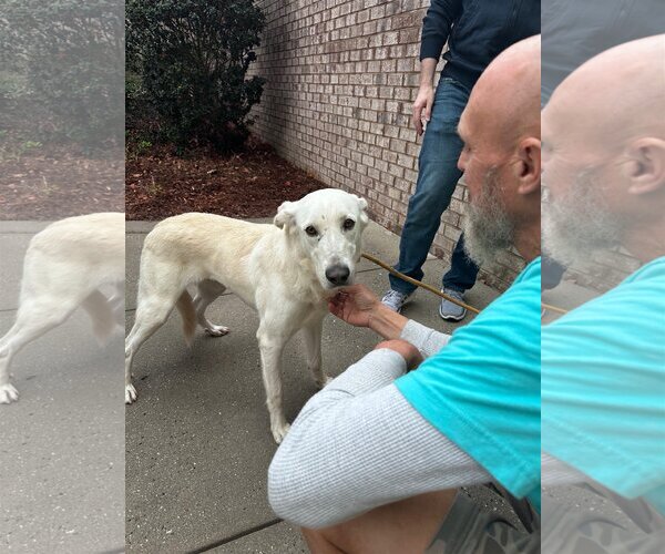 Medium Photo #2 Great Pyrenees-Unknown Mix Puppy For Sale in Thomasville, NC, USA