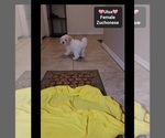 Small #1 Havanese-Zuchon Mix