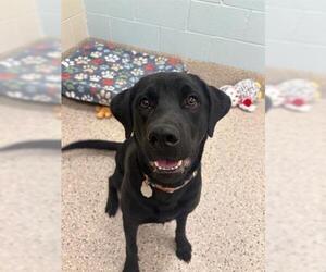 Labrottie Dogs for adoption in Brighton, CO, USA