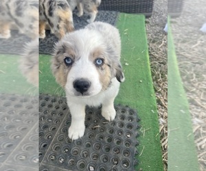 Aussie-Corgi Puppy for Sale in STRASBURG, Colorado USA