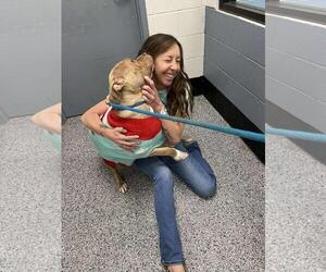 Mutt Dogs for adoption in Front Royal, VA, USA