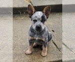 Puppy Blue Australian Cattle Dog