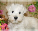 Small Photo #2 Schnauzer (Miniature) Puppy For Sale in HAMMOND, IN, USA