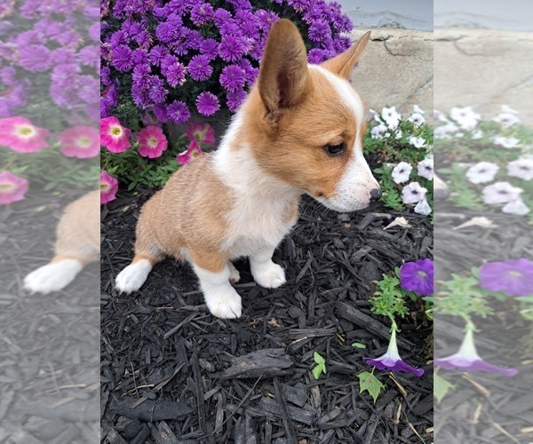 Medium Photo #6 Pembroke Welsh Corgi Puppy For Sale in SHILOH, OH, USA