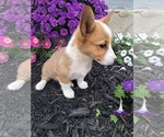 Small #5 Pembroke Welsh Corgi