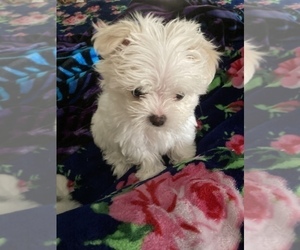 Shih Tzu Puppy for Sale in LEBANON, Oregon USA