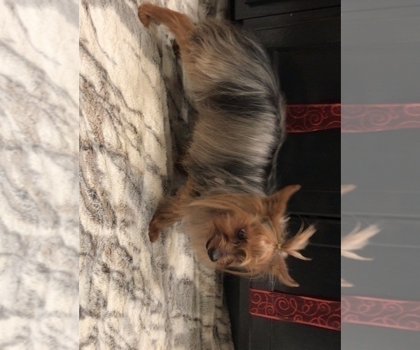 Medium Photo #5 Yorkshire Terrier Puppy For Sale in MOUNT CARMEL, PA, USA