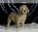 Small #2 Goldendoodle (Miniature)