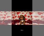 Small Photo #8 Dorgi Puppy For Sale in WALES, UT, USA