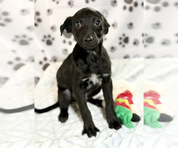 Medium Photo #1 Collie-Unknown Mix Puppy For Sale in SHERBURNE, NY, USA