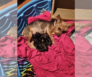 Yorkshire Terrier Puppy for sale in GREENEVILLE, TN, USA