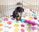 Willow - Female Cavapoo (Miniature)-Poodle (Toy) Mix Puppy for Sale - Photo #16
