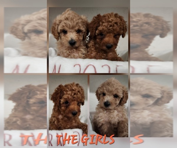 Medium Photo #16 Maltipoo (Miniature) Puppy For Sale in HUDSON, FL, USA