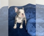 Small Photo #19 French Bulldog Puppy For Sale in CHARLOTTESVILLE, VA, USA