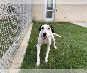 Dalmatian-Unknown Mix Dogs for adoption in Grand Prairie, TX, USA
