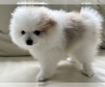 Small #8 Pomeranian