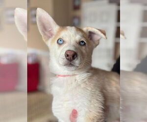 Siberian Husky Dogs for adoption in Matawan, NJ, USA