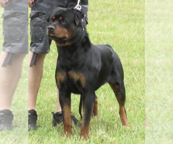 Medium Photo #1 Rottweiler Puppy For Sale in YUCAIPA, CA, USA