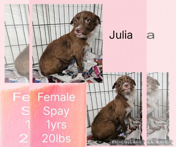 Medium Photo #2 Chihuahua-Unknown Mix Puppy For Sale in Virginia Beach, VA, USA