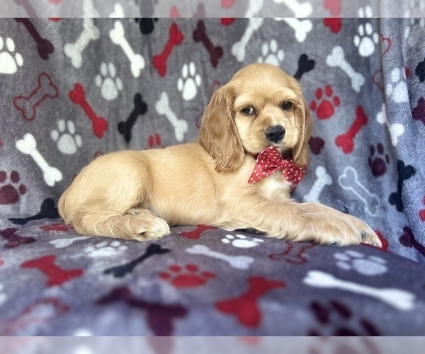 Medium Photo #7 Cocker Spaniel Puppy For Sale in LAKELAND, FL, USA