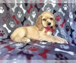 Small #6 Cocker Spaniel