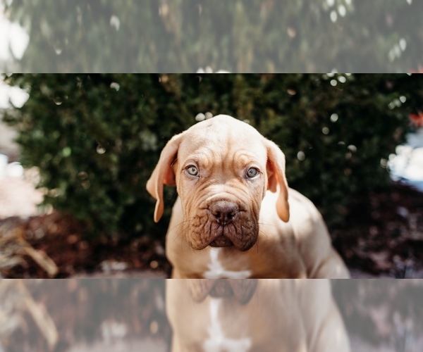 Medium Photo #4 Dogue de Bordeaux Puppy For Sale in COLUMBIA, MO, USA