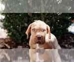 Small Photo #4 Dogue de Bordeaux Puppy For Sale in COLUMBIA, MO, USA