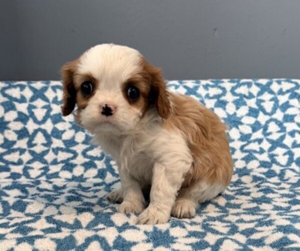 Medium Photo #4 Cavalier King Charles Spaniel Puppy For Sale in THORP, WI, USA