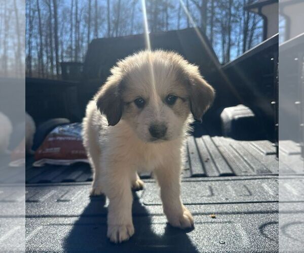 Medium Photo #4 Great Pyrenees Puppy For Sale in WAXHAW, NC, USA