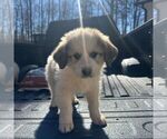 Small Photo #4 Great Pyrenees Puppy For Sale in WAXHAW, NC, USA