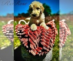Puppy Rose Goldendoodle