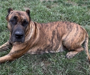 Mother of the Presa Canario puppies born on 08/24/2022