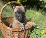 Small #1 Belgian Malinois