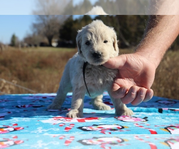 Medium Photo #28 Goldendoodle Puppy For Sale in UNION CITY, TN, USA