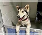 Small Alaskan Malamute