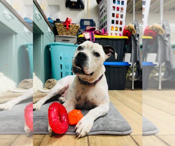 Medium Photo #11 American Pit Bull Terrier-Unknown Mix Puppy For Sale in Rowlett, TX, USA