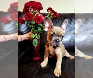 French Bulldog Puppy for sale in TAMPA, FL, USA