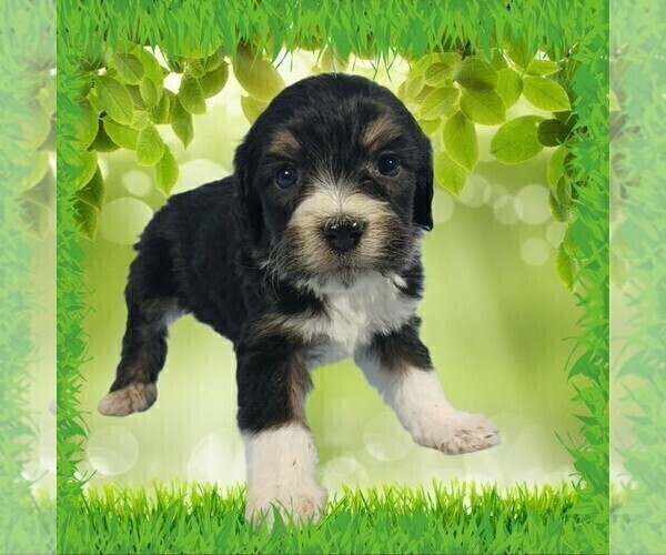 Medium Photo #48 Bernedoodle (Miniature) Puppy For Sale in BLACK FOREST, CO, USA