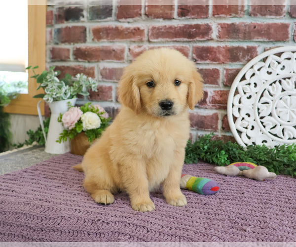 Medium Photo #1 Golden Retriever Puppy For Sale in SYRACUSE, IN, USA