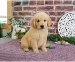 Small Golden Retriever