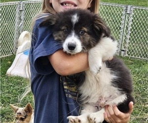 Pembroke Welsh Corgi Puppy for sale in MILTON, WI, USA