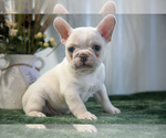 Puppy Cooper French Bulldog
