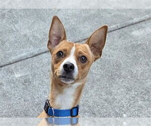 Basenji-Chihuahua Mix Dogs for adoption in Redwood City, CA, USA