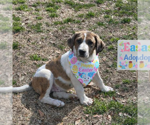 Medium Photo #4 Borador Puppy For Sale in Yardley, PA, USA